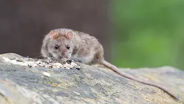 ମୂଷା ମାରି ଗିରଫ ହେଲେ ଯୁବକ